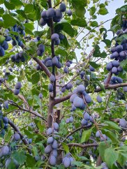 Slivkové pokušenie 💜